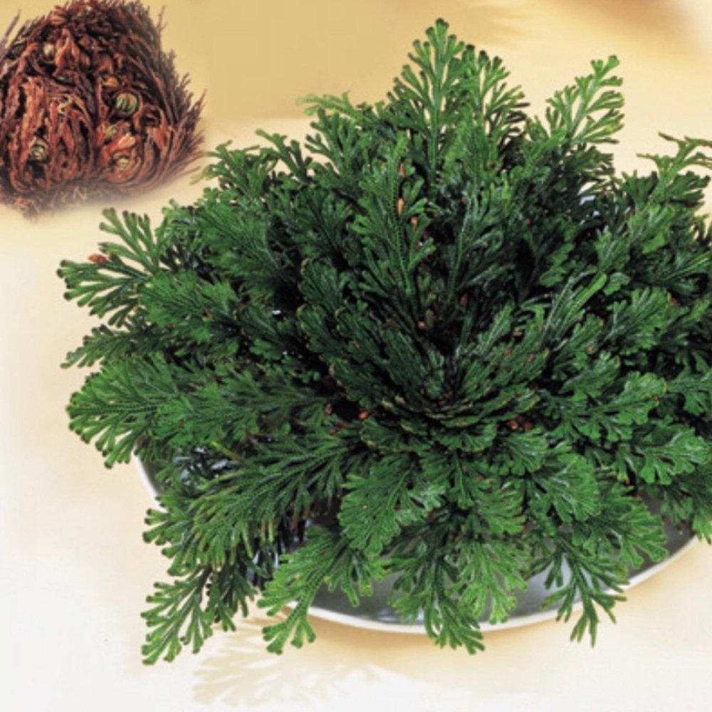 Rose Of Jericho Flower ~ The Resurrection plant